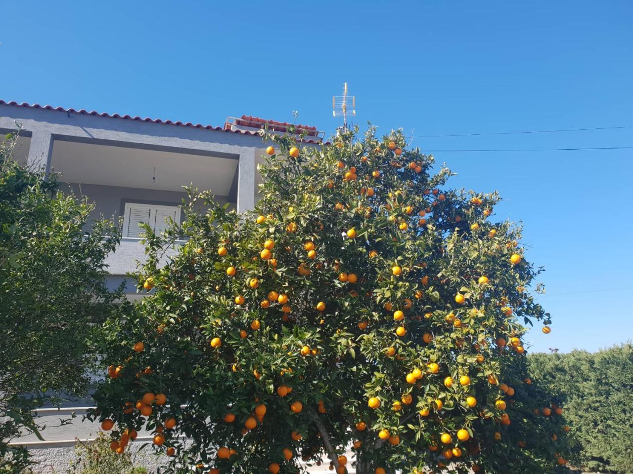 Guesthouse Anila Divjaka Zewnętrze zdjęcie